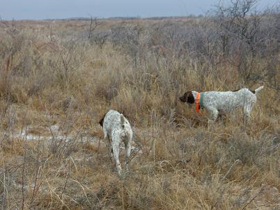Description: C:\Users\Ray\Documents\www.erbender.com Files\html\Dogs.jpg
